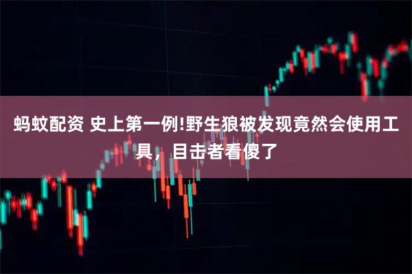 蚂蚊配资 史上第一例!野生狼被发现竟然会使用工具，目击者看傻了